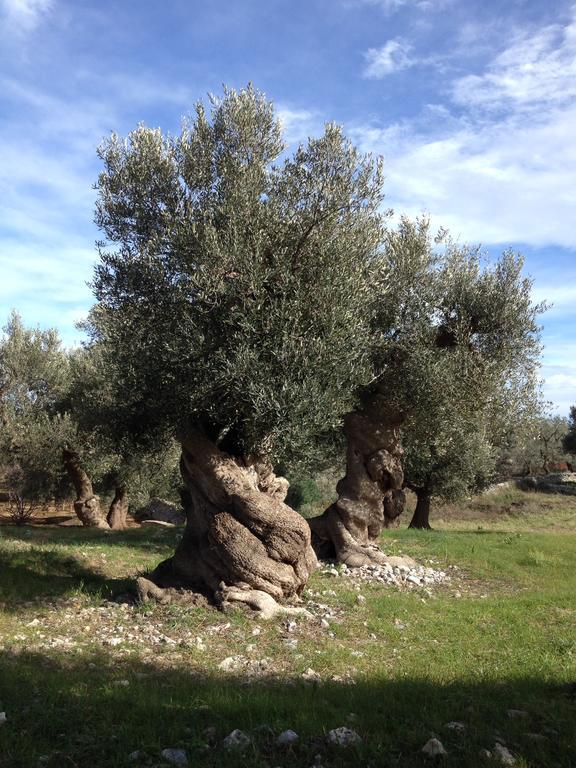 Masseria Purgatorio Фазано Экстерьер фото